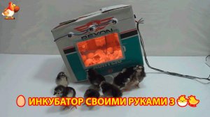 Инкубатор своими руками из подручных материалов и результат инкубации🥚🐣🐤 вариант (3)