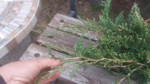 Можжевельник горизонтальный Джейд Ривер