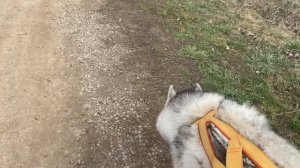 ГДЕ ТАБА ЛАПКА? (Хаски Энигма)