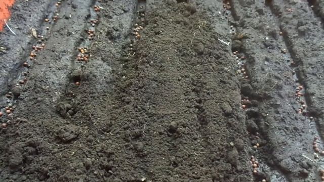 выращивание капусты на рассаду