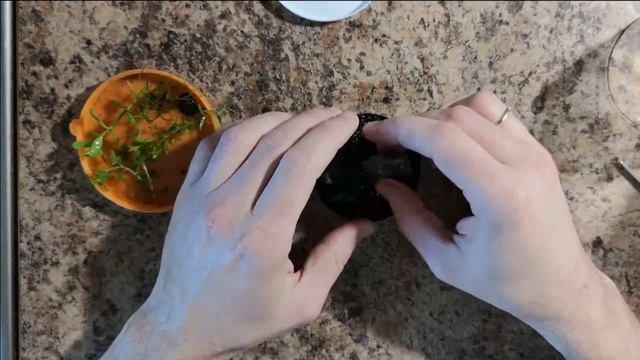 How to make mini terrarium from nutella jar смотреть онлайн