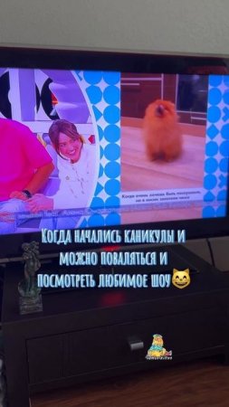 Ура! Каникулы!😸 #котики #милыйкотик #кот