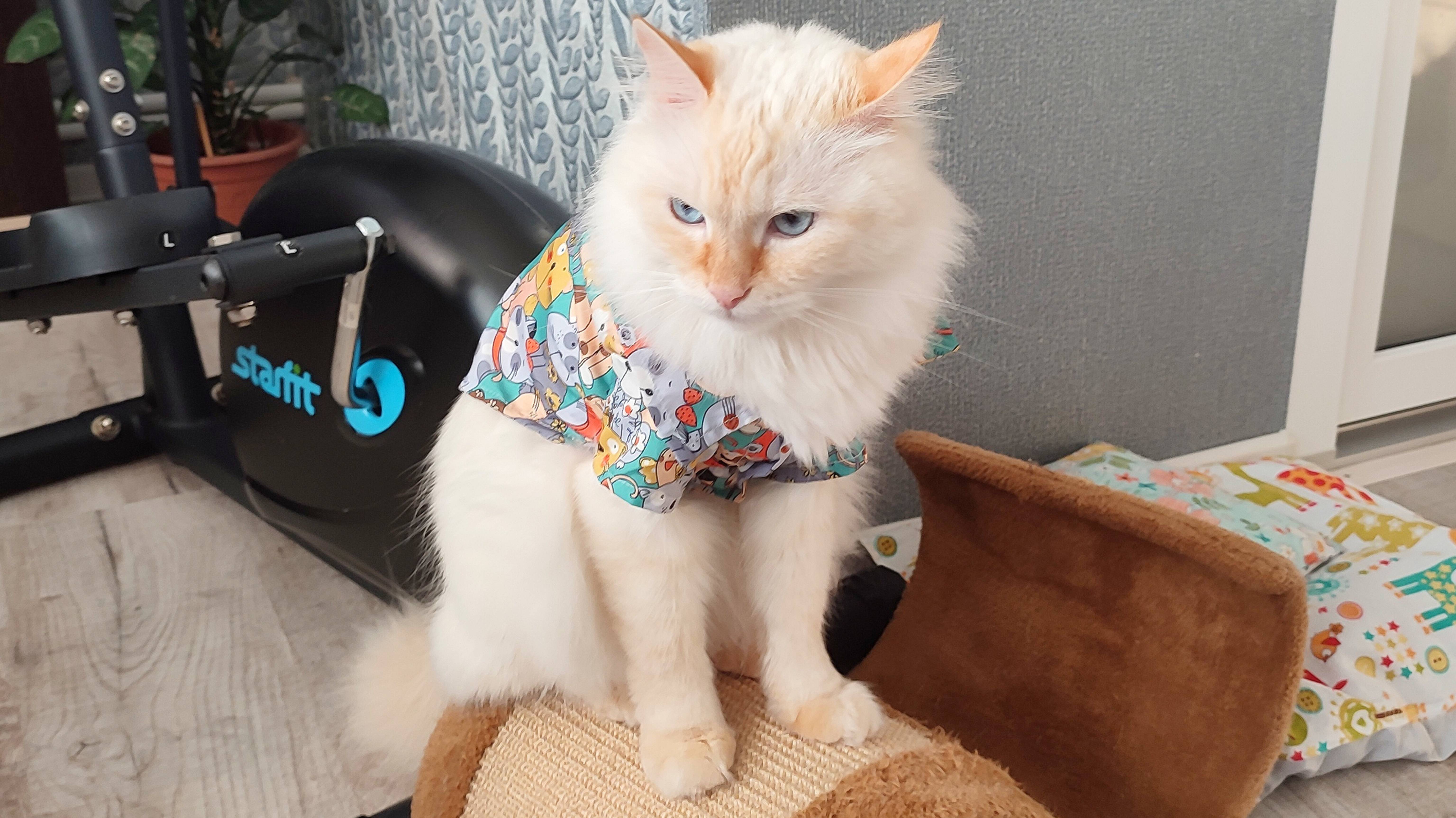 Кошка Тима спряталась в домике Кот Стёпа приглашает её играть
