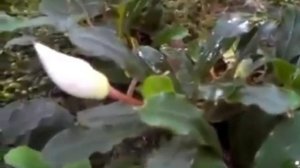 Буцефаландры в дикой природе под успокаивающую музыку) BUCEPALANDRA BORNEO!!!