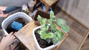 Традесканция силламонтана пересадка