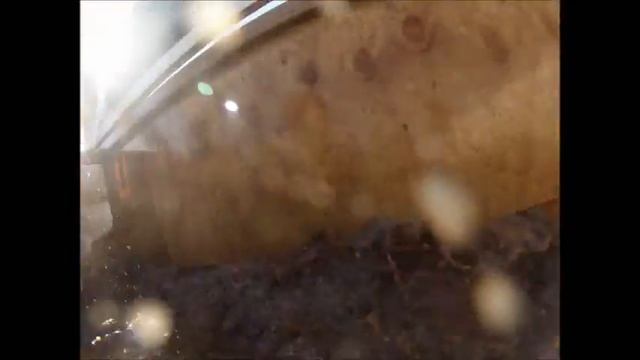 Arctic Enema - Tough Mudder Sunshine Coast 2013 смотреть онлайн