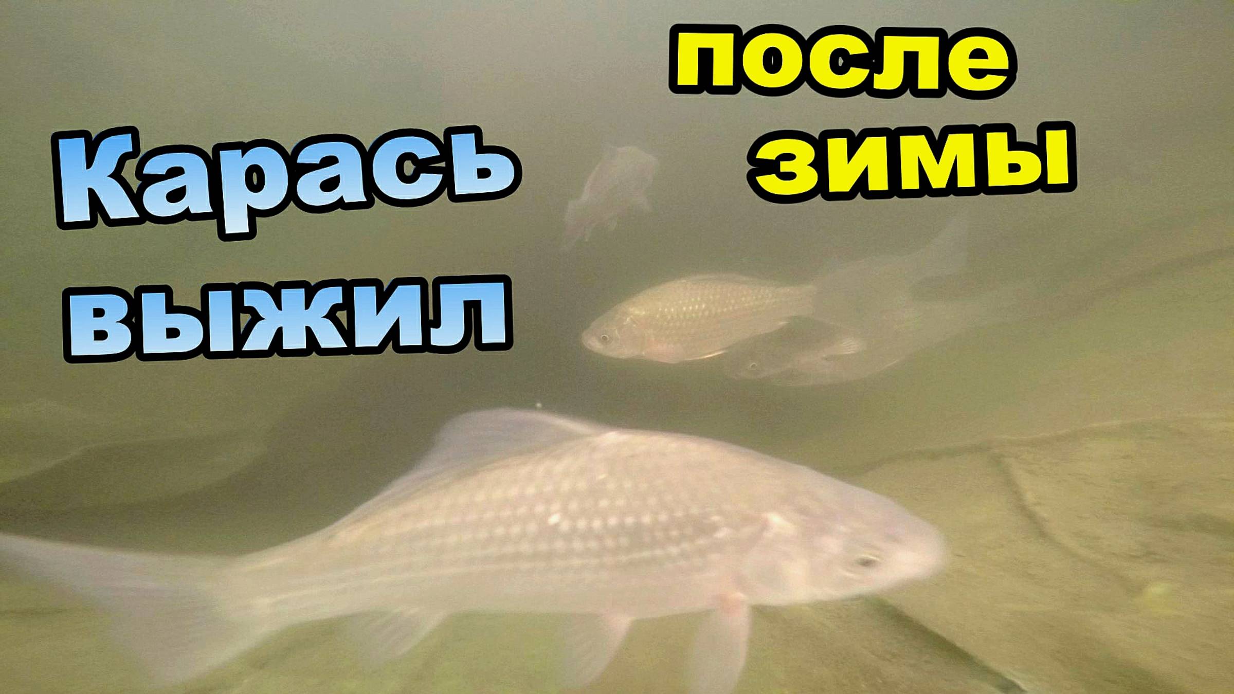 Караси проснулись! \ Выжила после холодной зимы \ Кормление манкой (Март 2019) смотреть онлайн