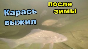 Караси проснулись! \ Выжила после холодной зимы \ Кормление манкой (Март 2019)