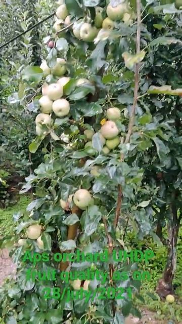 APS ORCHARD UHDP seedlings Apple Fruit Quality. смотреть онлайн