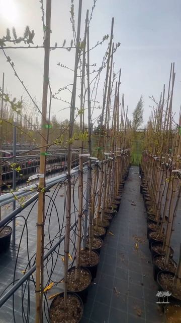 #питомниксавватеевых #сад #ландшафтныйдизайн #питомникрастений #ива #ивагрушанколистная #дача смотреть онлайн