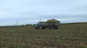 Уборка силоса 2021: Claas Jaguar 870 VS МТЗ 82,1221,1222,3522