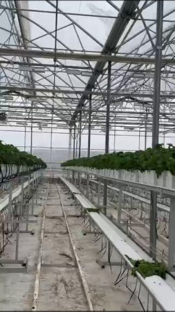Тепличный комбинат в Ингушетии