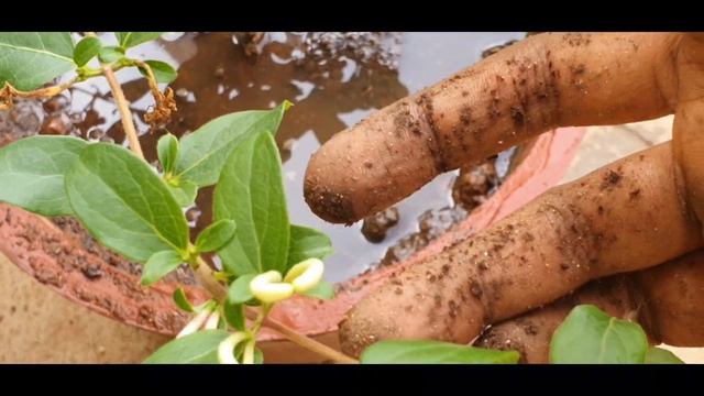 Honeysuckle Care and Repotting | Madhumathi