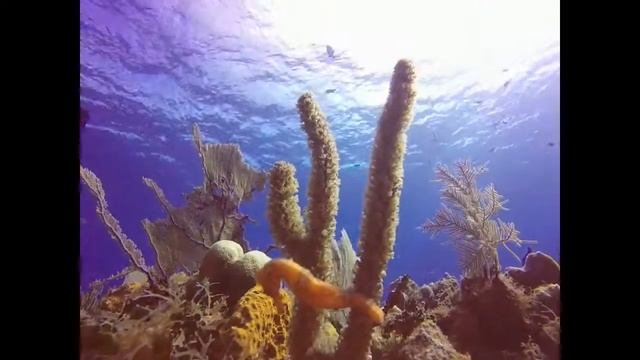 Little Cayman смотреть онлайн