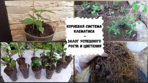 Корневая система клематиса, однолетние саженцы.