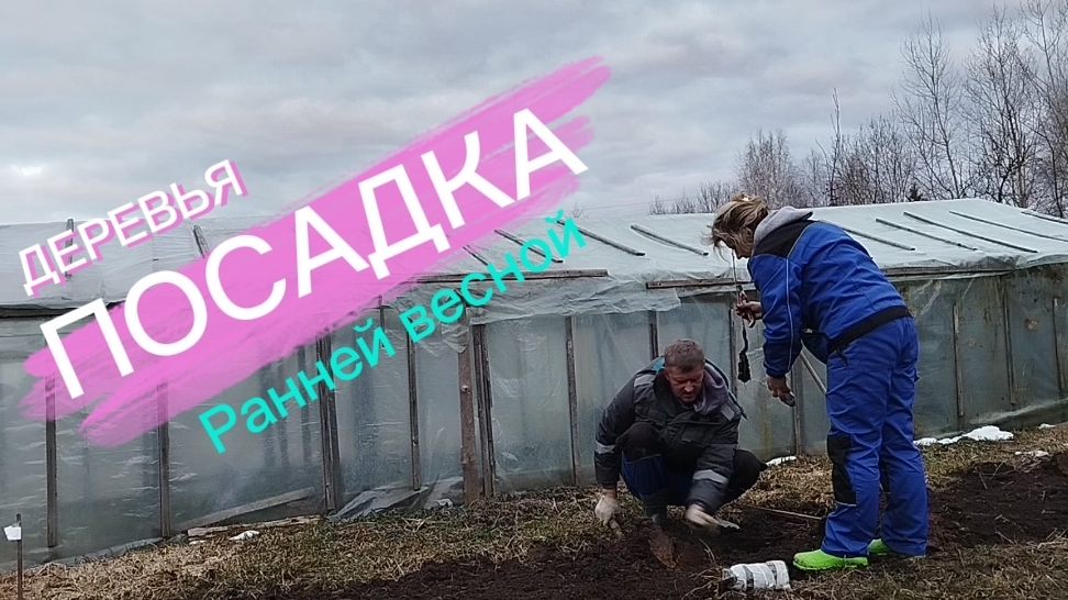САЖАЕМ ДЕРЕВЬЯ РАННЕЙ ВЕСНОЙ.