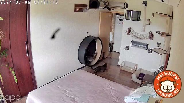 Для активных и неугомонных котиков от Мы Бобры#cat #котики #catlover #коты #кошки #котодром#кот