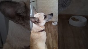 Мои животные, ооочень смешные, и разумные!