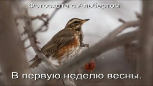 Фотоохота с Альбертом. В первую неделю весны.