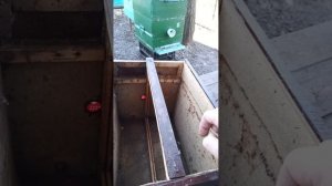 пчелы Узбекистан