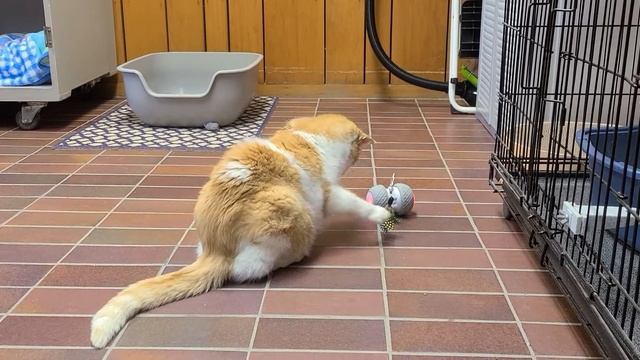 Do the robot.... смотреть онлайн