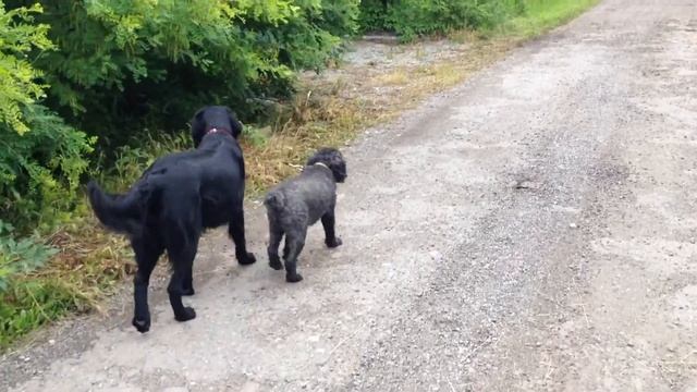 Джилка пастух смотреть онлайн