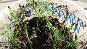 Всходы елок из семян