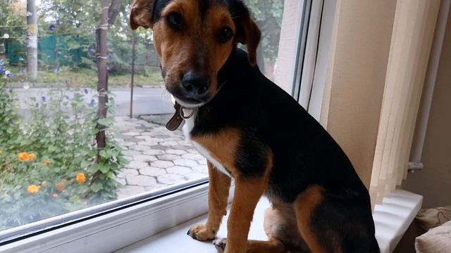 #Барни ждет всех на стрим-знакомство сегодня 28.07 в 21.00 смотреть онлайн