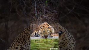 &. Животные красивые