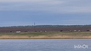 Последний майский выходной на оз. Подсопки. Карась просыпается.