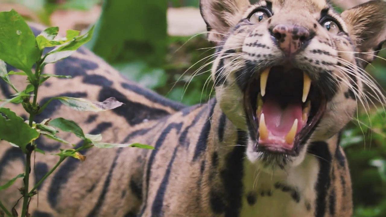 Дымчатый леопард – саблезубый призрак леса. Хищный древолаз с огромными клыками! смотреть онлайн