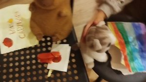 боксы от наших питомцев