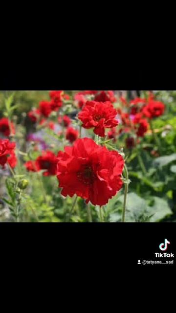 Гравілат , саджанці #shortvideo #садовірослини #мійсад #садовірослини #квіти #рослиниукраїна