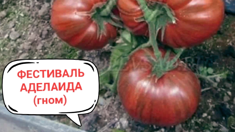 Эти сорта изменяют отношения к рассаде в целом