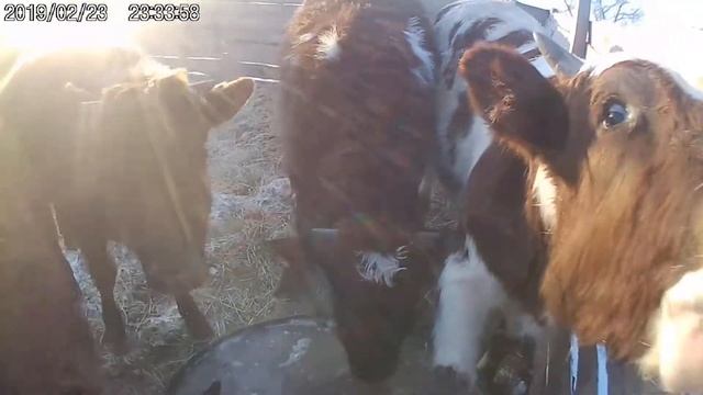 Продам Быка 1 один год на Племя пятнистый помесь с Айшир смотреть онлайн