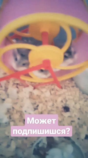 #хомяк #питомцы #смешныеживотные #хомяка #робики #хомки #хомка