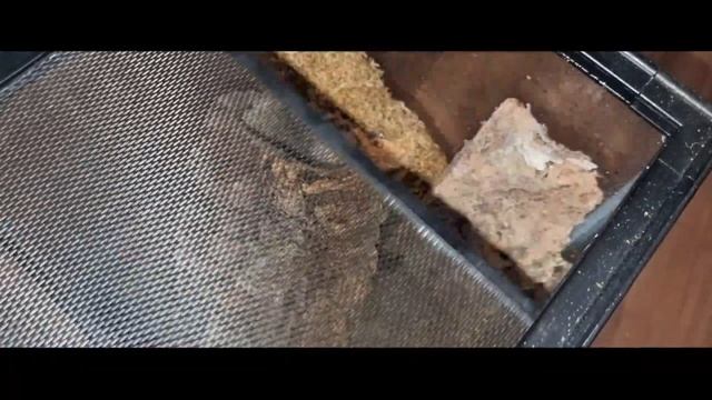 RARE lava spider Theraphosinae sp Panama & Poecilotheria tigrinawesseli tarantula unboxing