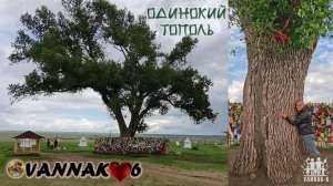 Одинокий тополь