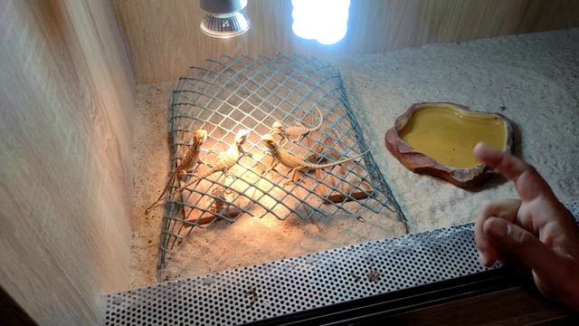 Agama vousatá (Pogona vitticeps) zvířata z Arachnopark World смотреть онлайн