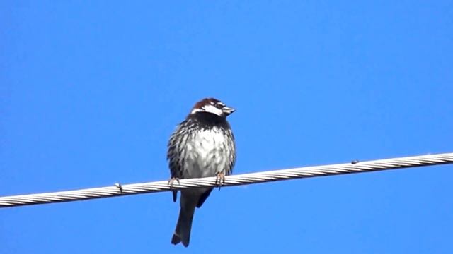 Colonii de vrabii negricioase, Passer hispaniolensis смотреть онлайн