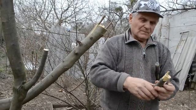 КАК ПРИВИВАТЬ ФРУКТОВЫЕ ДЕРЕВЬЯ. Самая простая прививка перепрививка