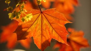 Знаешь, как пахнут осенние листья*        Автор музыки Арсений Якшиянц