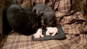 Завтрак по царски.