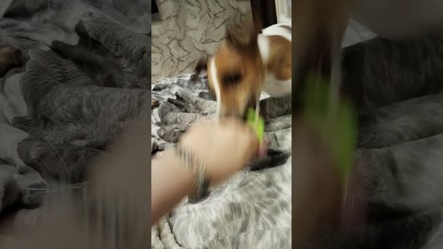 Джек Рассел терьер