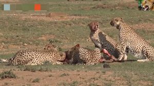 Most Amazing Wild Animals Attacks - Amazing Attack Jackal killing Springbok || Wild Animal TV