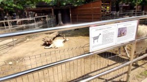 Бахчисарай зоопарк Парк миниатюр. Обзор зоопарка Бахчисарайский парк миниатюр