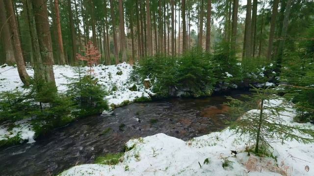 FHD 📺 Успокаивающий лесной ручей 🌲 Аутентичные звуки природы