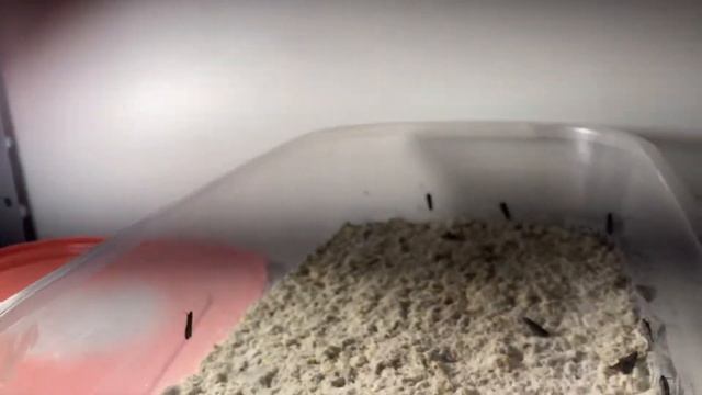 Desenvolvimento da Traça-das-farinhas (Anagasta kuehniella) em dieta artificial смотреть онлайн