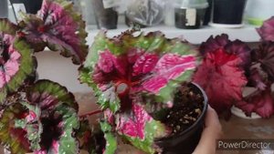 Бегония.Заливает красным весна листочки на бегонии🔥💥