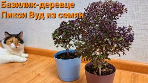 Базилик Пикси Вуд. Как вырастить базилик в квартире.